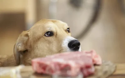 Dieta BARF: ¿qué es?